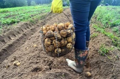 Європу накрила картопляна криза: фермери не знають, куди подіти врожай